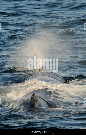 Pottwal Physeter Macrocephalus Oberfläche weht Sea of Cortez-Mexiko Stockfoto