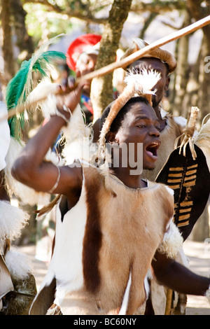 Zulu Krieger gibt traditionellen Tanz im Dumazulu Kulturdorf, Südafrika Stockfoto