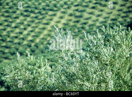 Detail der Olivenbaum. Sierra de Cazorla Naturschutzgebiet. Provinz Jaen. Andalusien. Spanien. Stockfoto