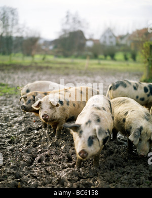 Herde von Schweinen im Schlamm stehen Stockfoto