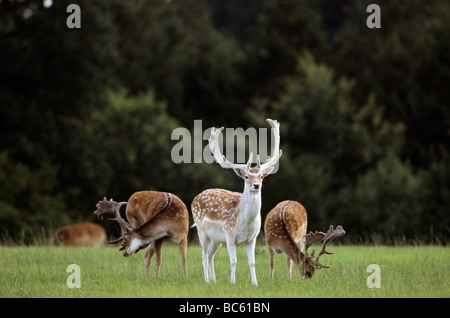 Damwild Hirsche (Dama Dama) stehen im Feld, Schleswig-Holstein, Deutschland Stockfoto