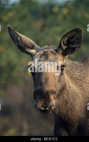 Nahaufnahme des Europäischen Elch (Alces Alces) im Wald, Skaraborgs Län, Schweden Stockfoto