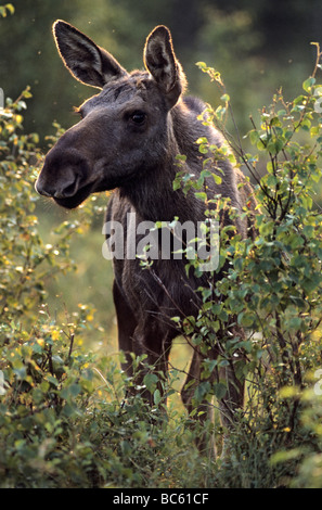 Europäischer Elch (Alces Alces) stehen im Wald, Skaraborgs Laen, Vaestergoetland, Vaestra Gotaland Grafschaft, Schweden Stockfoto