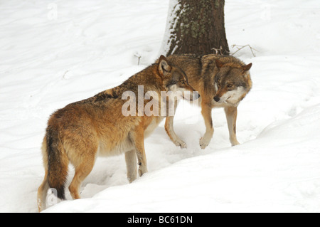 Zwei graue Wölfe (Canis Lupus) stehen im Schnee, Nationalpark Bayerischer Wald, Bayern, Deutschland Stockfoto