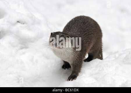 Nahaufnahme der Fischotter (Lutra Lutra) im Schnee, Nationalpark Bayerischer Wald, Bayern, Deutschland Stockfoto