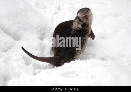 Nahaufnahme der Fischotter (Lutra Lutra) Gähnen im Schnee, Nationalpark Bayerischer Wald, Bayern, Deutschland Stockfoto