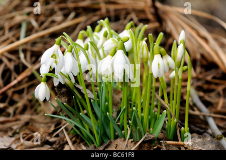 Schneeglöckchen-Blumen blühen im Feld, Franken, Bayern, Deutschland Stockfoto