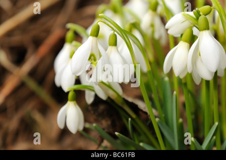 Nahaufnahme von Schneeglöckchen Blumen blühen im Feld, Franken, Bayern, Deutschland Stockfoto