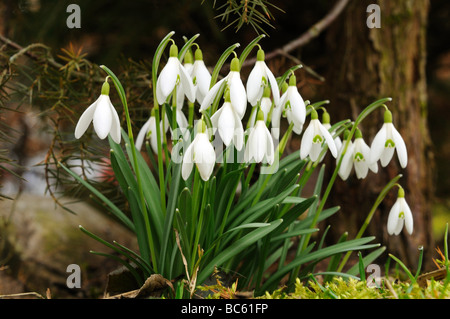 Nahaufnahme von Schneeglöckchen Blumen blühen im Feld, Franken, Bayern, Deutschland Stockfoto