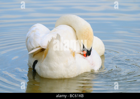 Nahaufnahme der Höckerschwan (Cygnus Olor) putzen seiner Feder in See, Bayern, Deutschland Stockfoto