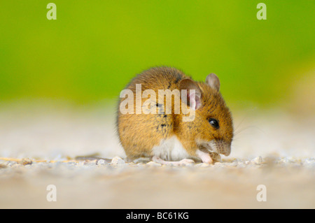 Nahaufnahme der Waldmaus (Apodemus Sylvaticus) auf Nahrungssuche im Außendienst, Bayern, Deutschland Stockfoto