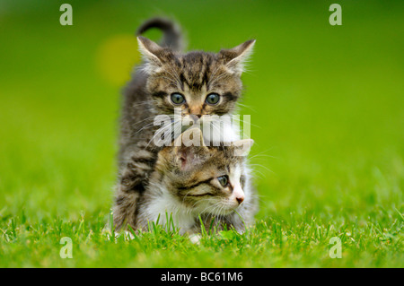 Nahaufnahme von zwei Kätzchen im Außendienst, Bayern, Deutschland Stockfoto