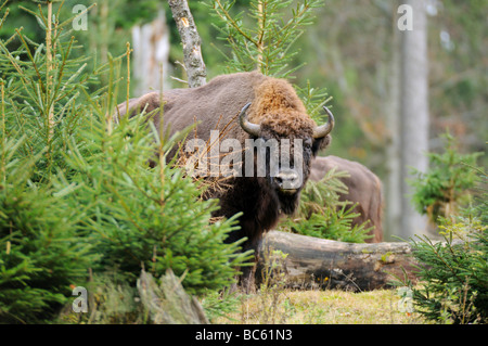 Europäische Bison (Bison Bonasus) stehen im Wald, Nationalpark Bayerischer Wald, Bayern, Deutschland Stockfoto