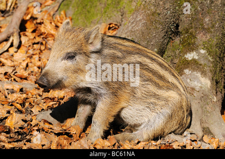 Wildschwein (Sus Scrofa) sitzen im Wald, Nationalpark Bayerischer Wald, Bayern, Deutschland Stockfoto