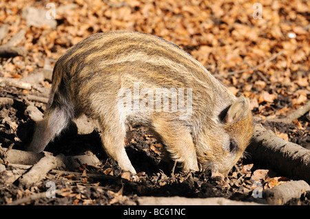Wildschwein (Sus Scrofa) auf Nahrungssuche im Wald, Nationalpark Bayerischer Wald, Bayern, Deutschland Stockfoto