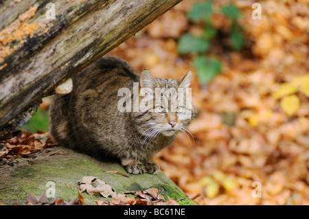 Wildkatze (Felis Silvestris) sitzen unter Baum im Wald, Nationalpark Bayerischer Wald, Bayern, Deutschland Stockfoto