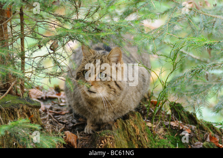 Nahaufnahme der Wildkatze (Felis Silvestris) sitzen im Wald, Nationalpark Bayerischer Wald, Bayern, Deutschland Stockfoto