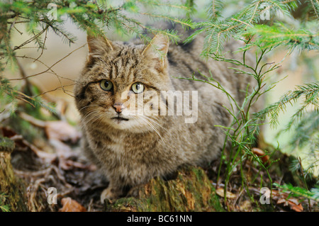 Nahaufnahme der Wildkatze (Felis Silvestris) sitzen im Wald, Nationalpark Bayerischer Wald, Bayern, Deutschland Stockfoto