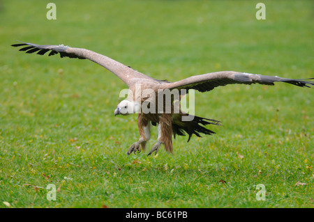 Gänsegeier (abgeschottet Fulvus) im Flug Stockfoto