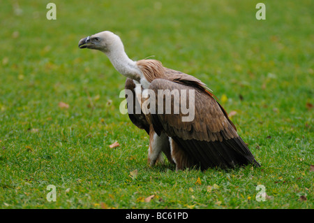 Nahaufnahme von Gänsegeiern (abgeschottet Fulvus) im Feld Stockfoto