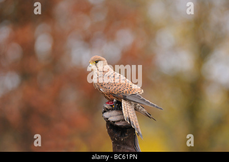 Turmfalken (Falco Tinnunculus) hocken auf Baum Stump, Bayern, Deutschland Stockfoto