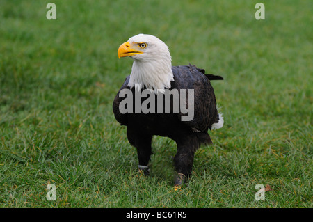 Nahaufnahme der Weißkopf-Seeadler (Haliaeetus Leucocephalus) im Feld Stockfoto