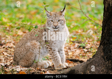 Rotluchs (Lynx Rufus) sitzen im Wald, Nationalpark Bayerischer Wald, Bayern, Deutschland Stockfoto