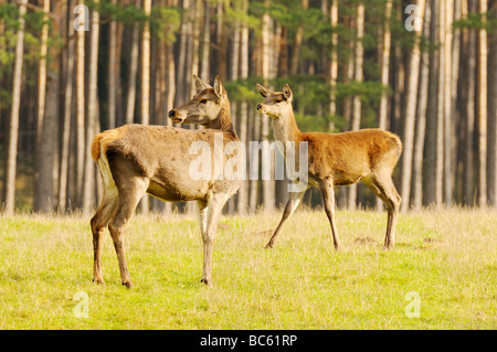 Zwei Rothirsch (Cervus Elaphus) im Wald, Franken, Bayern, Deutschland Stockfoto