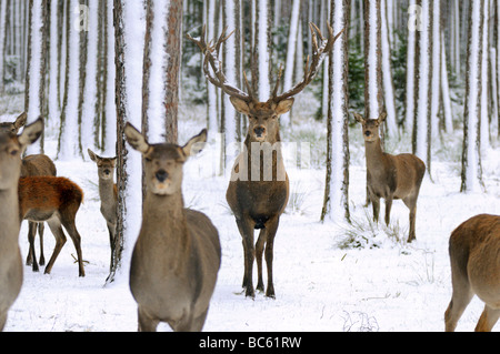 Herde von Rothirsch (Cervus Elaphus) im Wald, Franken, Bayern, Deutschland Stockfoto