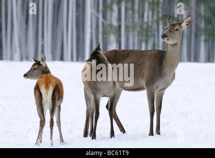 Rothirsch (Cervus Elaphus) stehend auf Polarlandschaft im Wald mit seinen Rehkitz, Franken, Bayern, Deutschland Stockfoto