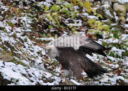 Griffin Geier (abgeschottet Fulvus) im Feld Stockfoto