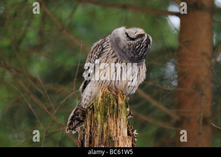 Nahaufnahme der Habichtskauz (Strix Uralensis) hocken auf Ast, Nationalpark Bayerischer Wald, Bayern, Deutschland Stockfoto