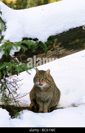 Wildkatze (Felis Silvestris) sitzen im Schnee, Nationalpark Bayerischer Wald, Bayern, Deutschland Stockfoto