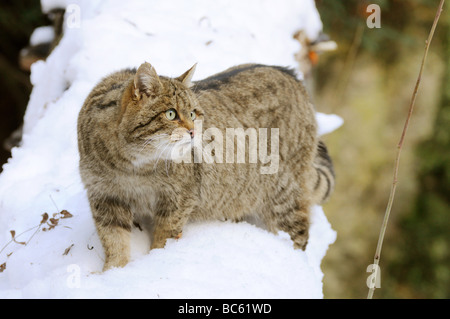 Wildkatze (Felis Silvestris) Wandern im Schnee, Nationalpark Bayerischer Wald, Bayern, Deutschland Stockfoto