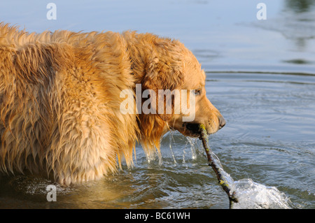 Golden Retriever in See mit Stock im Maul, Franken, Bayern, Deutschland Stockfoto