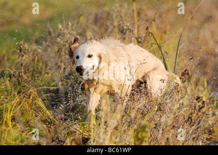 Golden Retriever abschütteln Wasser im Feld, Franken, Bayern, Deutschland Stockfoto