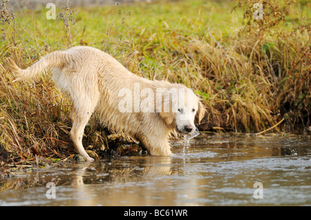 Golden Retriever in See, Franken, Bayern, Deutschland Stockfoto