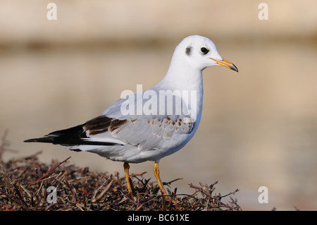 Nahaufnahme der Lachmöwe (Chroicocephalus Ridibundus) auf seinem Nest, München, Bayern, Deutschland Stockfoto