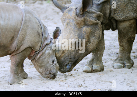 Nahaufnahme des indischen Nashorn (Rhinoceros Unicornis) mit seiner jungen im zoo Stockfoto