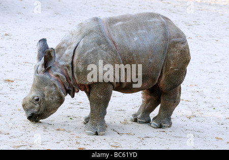 Nahaufnahme von jungen indischen Nashorn (Rhinoceros Unicornis) stehen im zoo Stockfoto