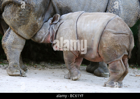 Nahaufnahme des indischen Nashorn (Rhinoceros Unicornis) Krankenpflege seinen Nachwuchs im zoo Stockfoto