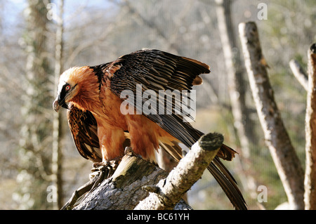 Nahaufnahme der Bartgeier (Gypaetus Barbatus) hocken auf Ast, Österreich Stockfoto