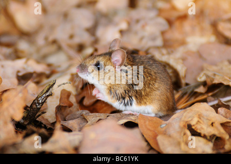 Nahaufnahme der Waldmaus (Apodemus Sylvaticus) auf trockene Blätter, Bayern, Deutschland Stockfoto