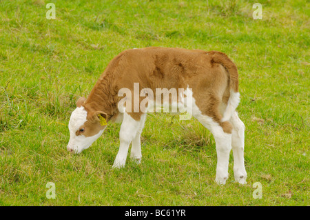 Kuh Kalb Beweidung Rasen im Feld, Franken, Bayern, Deutschland Stockfoto