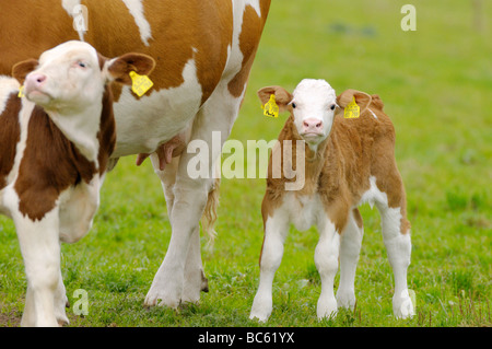 Kuh stehend mit ihren Kälbern im Feld, Franken, Bayern, Deutschland Stockfoto