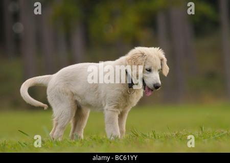 Nahaufnahme des Golden Retriever Welpe stehend im Feld, Franken, Bayern, Deutschland Stockfoto