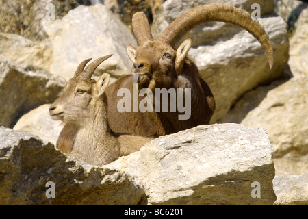 Nahaufnahme von zwei Hausziege (Capra Aegagrus Hircus) auf Berg, Österreich Stockfoto