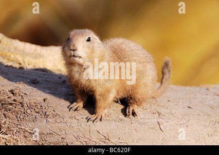 Nahaufnahme des schwarz-angebundene Präriehund (Cynomys sich) Landschaft Stockfoto