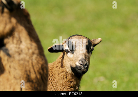 Nahaufnahme von Kamerun Schafe mit ihren Lamm im Feld, Franken, Bayern, Deutschland Stockfoto