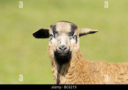 Nahaufnahme von Kamerun Schafe Lamm im Feld, Franken, Bayern, Deutschland Stockfoto